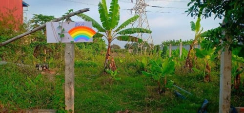 ដីលក់បន្ទាន់ឈើទាលកោះក្របី