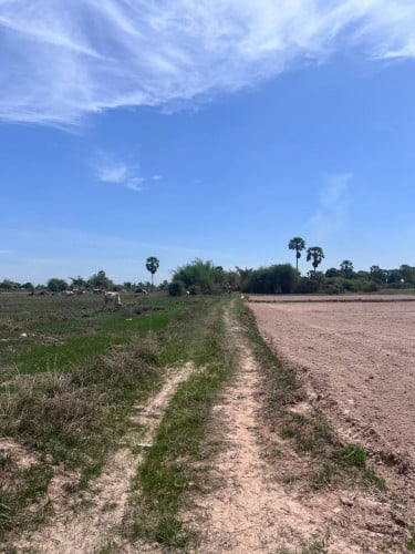 ដីលក់បន្ទាន់