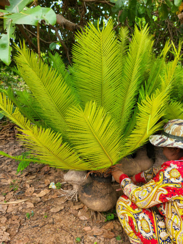 ដើមប្រង់