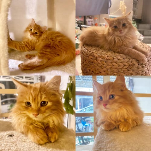 ចែកឆ្មាវិញ ចាក់វ៉ាក់សាំងរួចរាល់ ចេះជុះខ្សាច់ និងស្រួលញាំចំណី - $220