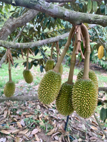 ចម្ការធូរេន​លក់ប្រញាប់លុយ​