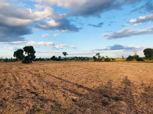 ដីស្រែលក់នៅសៀមរាប​ លក់បន្ទាន់