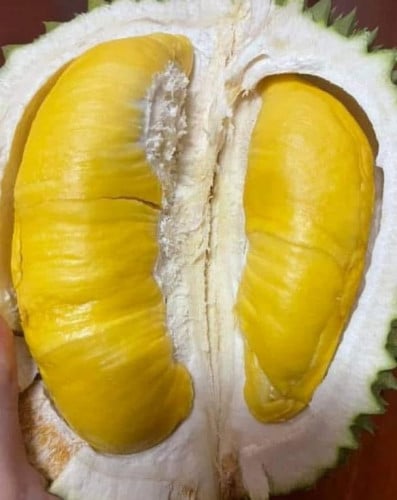 ទុរេនម៉ូសានឃីង