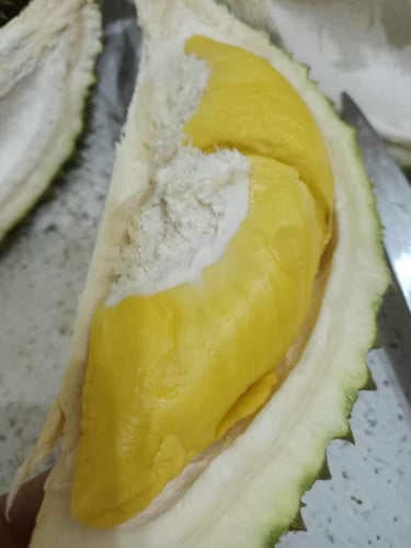 ទុរេនម៉ូសានឃីង