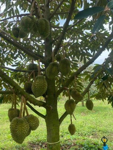 ចំការធុរេនលក់នៅសំឡូតចាស់