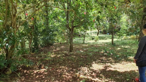 ដីក្រុងសែនមនោរម្យលក់តម្លៃធូរៗ