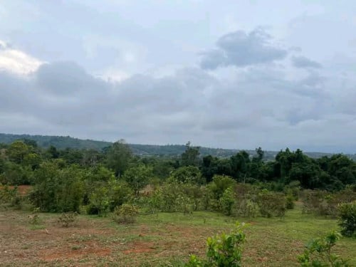 ដីលក់ប្រញាប់លុយ