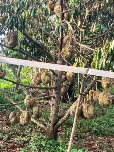 ដីនឹងផ្ទះលំហែលលក់ប្រញាប់លុយ