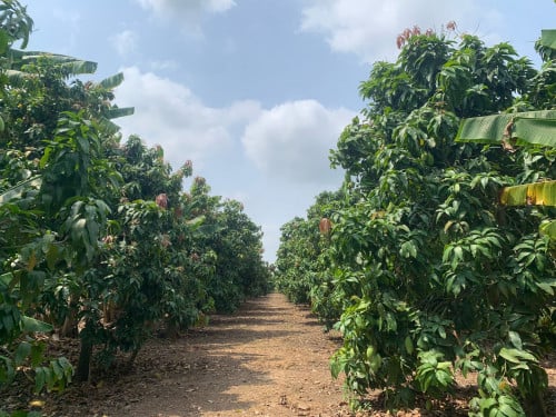 លក់ដីក្បាល ១០*៣០០ម៉ែត្រការ៉េ