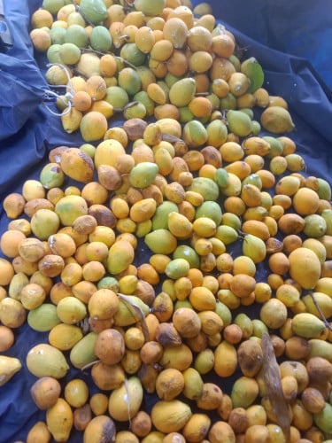 មួយគីឡូ10000រៀល