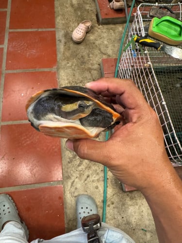 អណ្តើកទឹកជ្រៅ ដេកក្នុងទឹក ស៊ីចំណីត្រី