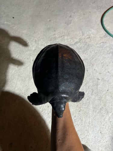 អណ្តើក Pig Nose turtle