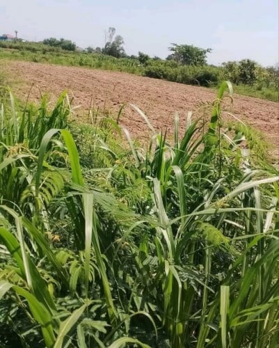 ដីចំការ ភូមិឈើទាល ស្រុកកៀនស្វាយ 40ម*60ម