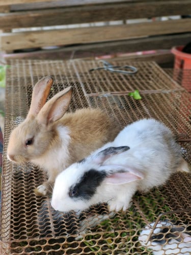 សត្វទន្សាយ