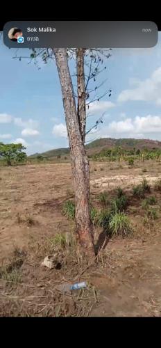 ដីជួល សម្រាប រីសត ចំការ