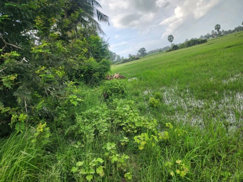 ដី ៣ហិចតាជាង( ៤៥ម៉ឺនដុល្លារសហរដ្ថអាមេរិច)