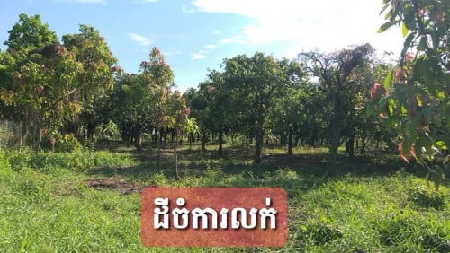 ដីចំការកៀនស្វាយ