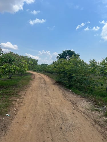 ដីចំការចន្ទីលក់បន្ទាន់អាយុ8ឆ្នាំ