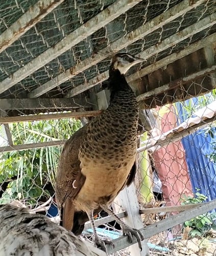 សត្វចិញ្ចឹមលំអរ