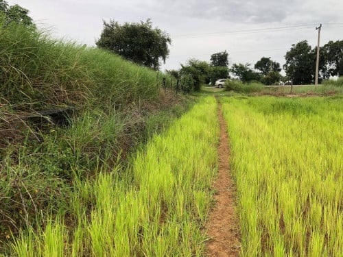 ចង់លក់ដីបាត់ដំបងផ្លូវទៅប្រាសាទបាសែតជាប់ផ្លូវរដ្ឋ 40m តាកុកទំហំដី 2ហិចតាកន្លះ