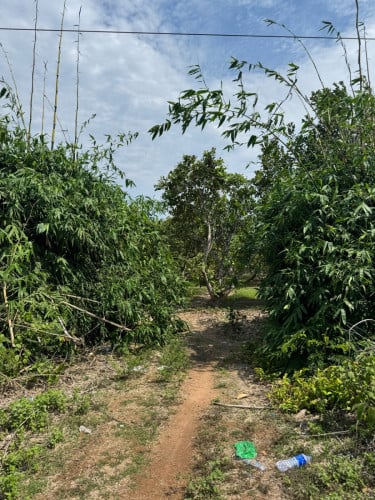 ដីនៅជាប់ថ្នល់កៅស៊ូ(ដាំគ្រាប់ស្វាយចន្ទី)(លក់ក្រោមតម្លៃទីផ្សារ)