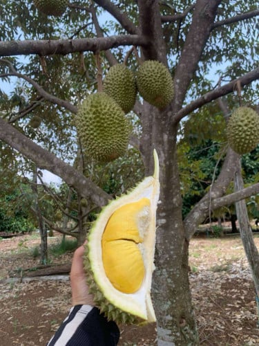 ទុរេនម៉ូសានឃីង