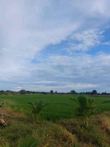 ដីសម្រាប់ធ្វើស្រែ