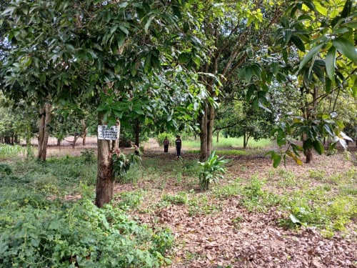 ដីភូមិលក់បន្ទាន់បន្ទាន់ នៅម្តំុ ផ្សាព្រែកថ្មី ឃ៊ុម គគីធំ ស្រុកគៀនស្វាយ