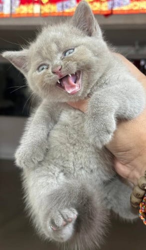 British shorthair  🇬🇧