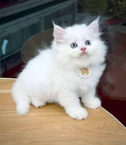 You can come and see the store in person.