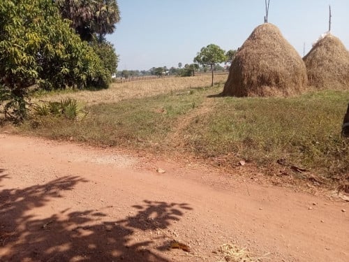 ដីលក់23x43mសរុបផ្ទៃក្រឡា1045m2ដីក្នុងភូមិព្រៃគុយខេត្តសៀមរាប