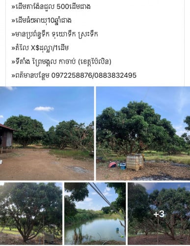 ដើមតាង៉ែនជួល500ដើម មានប្រព័ន្ឋទឹកស្រេច ប៉ៃលិន