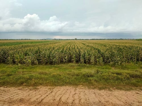 ដីលក់នៅជាប់ផ្លូវក្រវ៉ាត់ក្រុងអ្នកលឿង