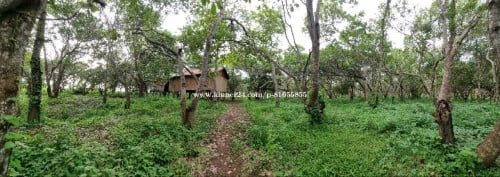 ដីចំការចន្ទី