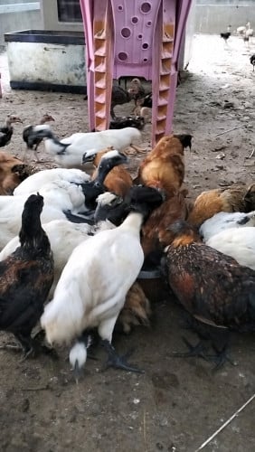 មាន់ខ្មៅ កត្មាត យូណាន