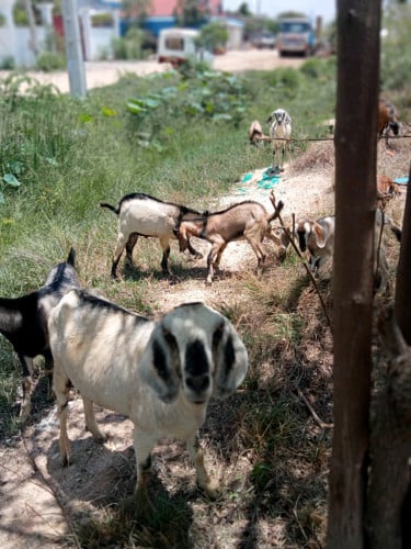 ពពែ18ក្បាល