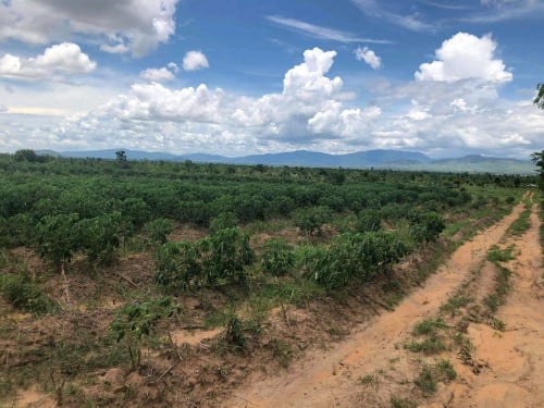 ដីលក់ប្រញ៉ាប់ នៅបាត់ដំបង