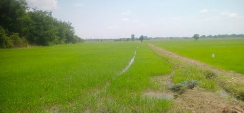 ដីលក់បន្ទាន់នៅស្រុកល្វាឯម