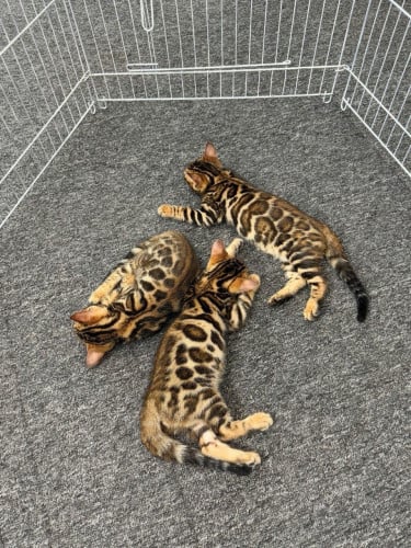 Bengals