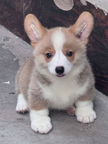 Corgi