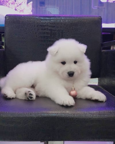 Samoyed