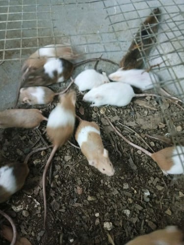 កណ្តុរMice