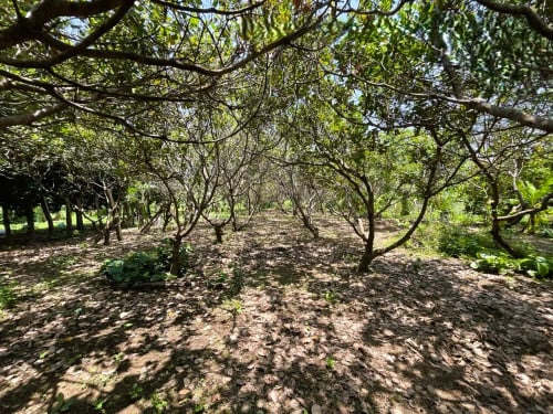 🏦Land Available for Urgent Sale at a Special Price (Negotiable).