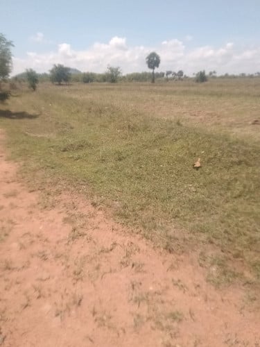 ដីលក់បន្ទាន់