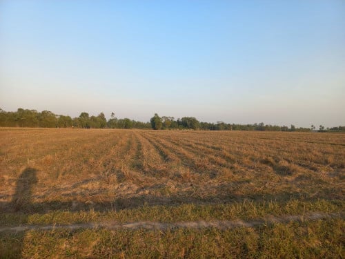 Land for growing rice