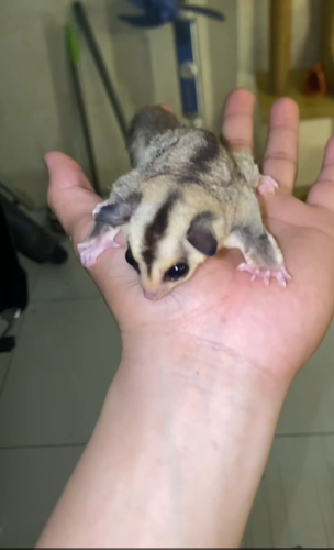 Sugar Glider Black