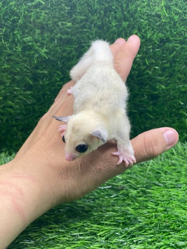 White sugar glider