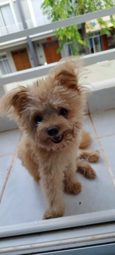 កូនប៉មសំរាប់ដាក់បារ