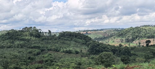 ដីកសិកម្មនឹងរីសត