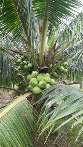ដីចំការដូងក្រអូបស្រាប់លក់